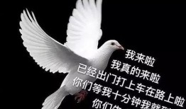 鸽子般的尤迪特故事视频爆料,传奇女性的传奇故事